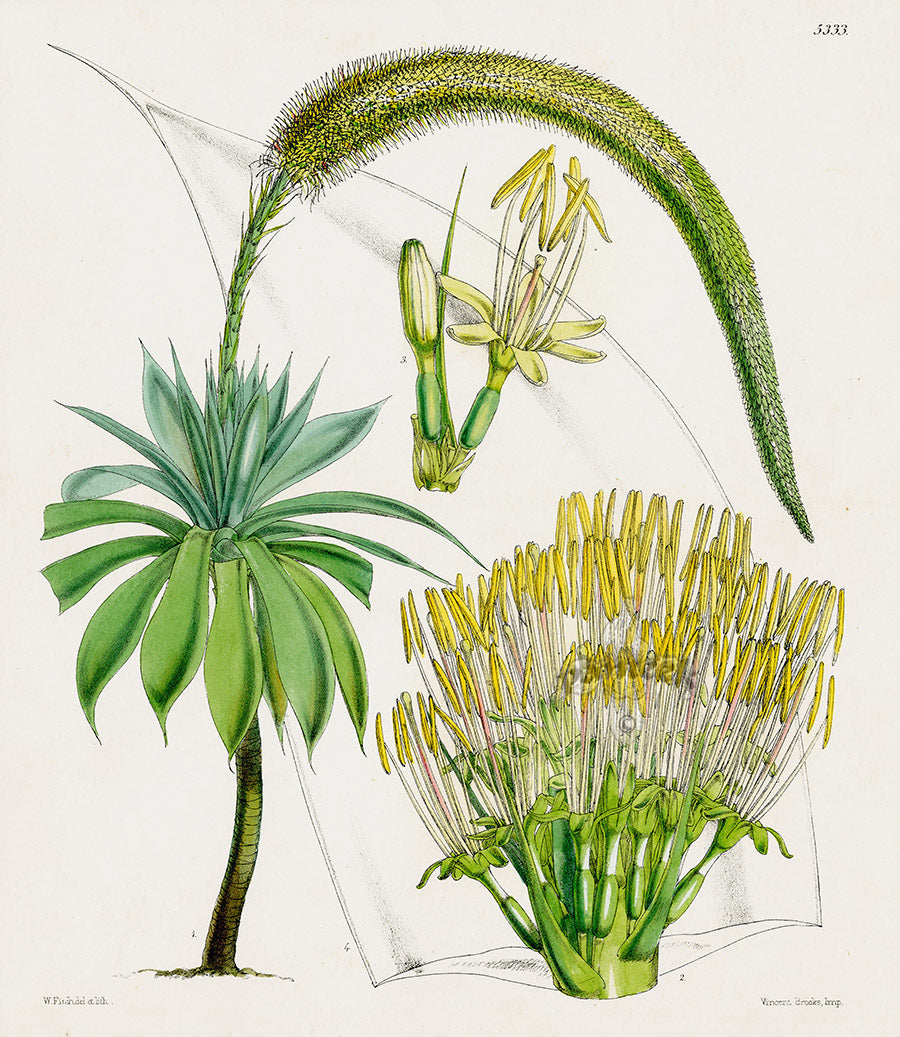 Fitch Curtis Agave Antique Print