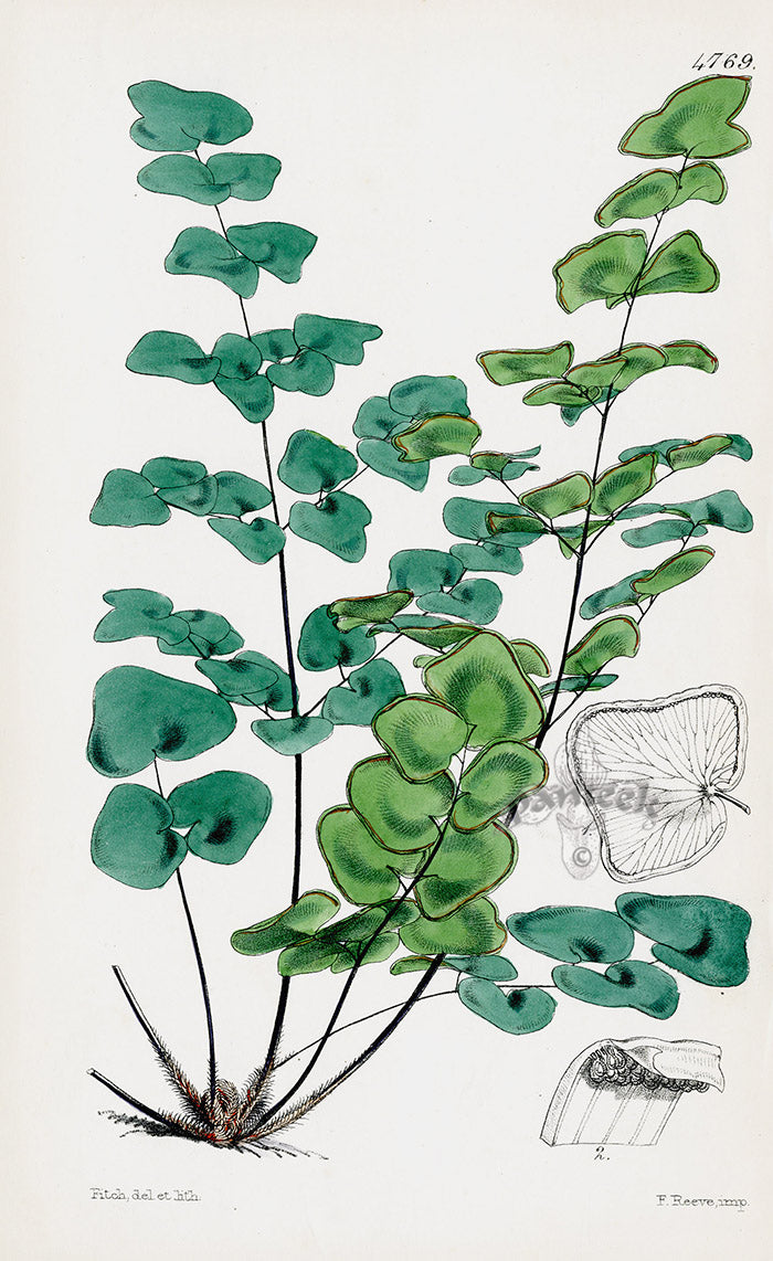 Fitch Curtis Allosorus Fern