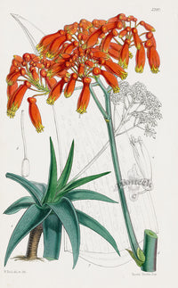 Fitch Curtis Aloe Cactus - Panteek Antique Prints