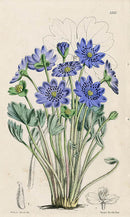 Fitch Curtis Anemone Angulosa - Panteek Antique Prints