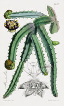 Fitch Curtis Apteranthes Stapelia Cactus - Panteek Antique Prints