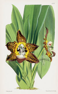 Fitch Curtis Batemania Burtii Orchid - Panteek Antique Prints