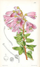 Fitch Curtis Befaria Aestuans - Panteek Antique Prints