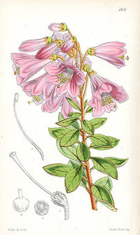 Fitch Curtis Befaria Aestuans - Panteek Antique Prints