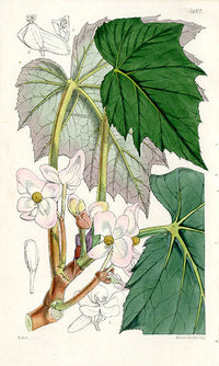 Fitch Curtis Begonia Bowringiana - Panteek Antique Prints