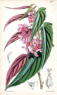 Fitch Curtis Begonia Falcifolia - Panteek Antique Prints