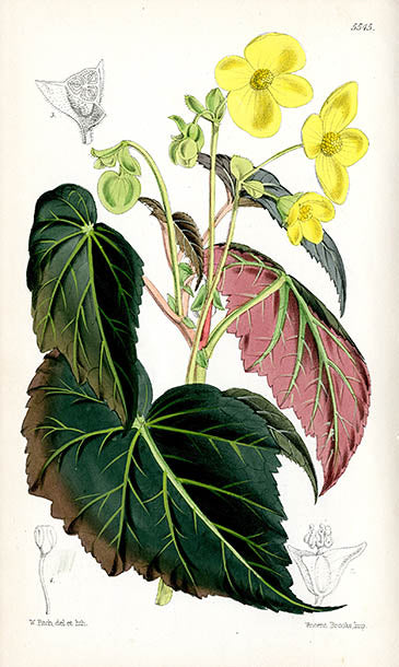 Fitch Curtis Begonia Pearcei