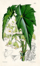 Fitch Curtis Begonia Phyllomaniaca - Panteek Antique Prints
