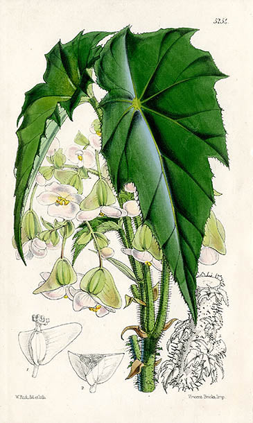 Fitch Curtis Begonia Phyllomaniaca