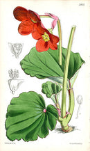Fitch Curtis Begonia Veitchii - Panteek Antique Prints