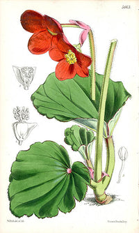 Fitch Curtis Begonia Veitchii - Panteek Antique Prints