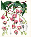 Fitch Curtis Bomarea Chontalensis - Panteek Antique Prints