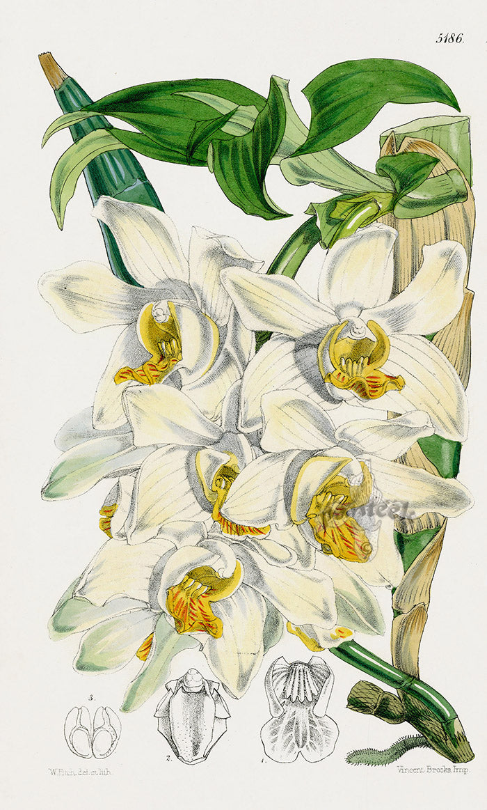 Fitch Curtis Bracteated Chysis