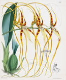 Fitch Curtis Brassia Lawrenciana Orchid - Panteek Antique Prints