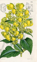 Fitch Curtis Calceolaria Flexuosa - Panteek Antique Prints