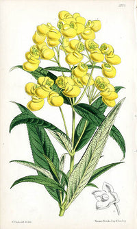 Fitch Curtis Calceolaria Henrici - Panteek Antique Prints