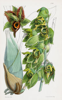 Fitch Curtis Catasetum Naso Orchid - Panteek Antique Prints