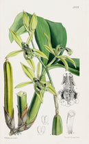 Fitch Curtis Celogyne Parishii Orchid - Panteek Antique Prints
