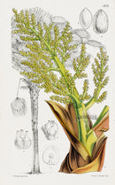 Fitch Curtis Chamaerops Fortunei Chusan Palm - Panteek Antique Prints