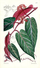 Fitch Curtis Cissus Velutinus - Panteek Antique Prints