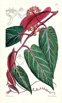 Fitch Curtis Cissus Velutinus - Panteek Antique Prints