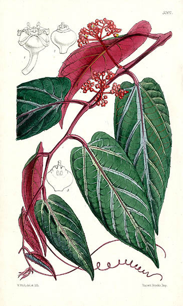 Fitch Curtis Cissus Velutinus