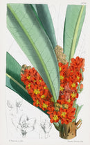 Fitch Curtis Clavija - Panteek Antique Prints