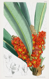 Fitch Curtis Clavija - Panteek Antique Prints