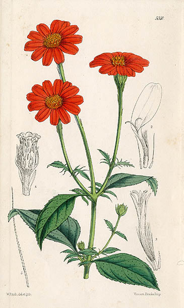 Fitch Curtis Clomenocoma Montana