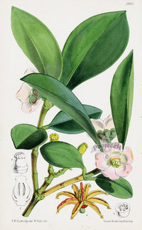 Fitch Curtis Clusia - Panteek Antique Prints