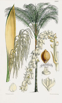 Fitch Curtis Cocos Plumosa Palm - Panteek Antique Prints