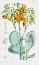 Fitch Curtis Cotyledon - Panteek Antique Prints