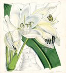 Fitch Curtis Crinum Gigantum - Panteek Antique Prints