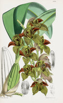 Fitch Curtis Cymbidium Huttoni Orchid - Panteek Antique Prints