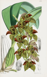 Fitch Curtis Cymbidium Huttoni Orchid - Panteek Antique Prints