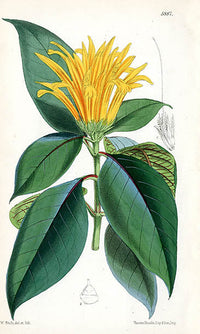 Fitch Curtis Cyrtanthera Chrysostephana - Panteek Antique Prints