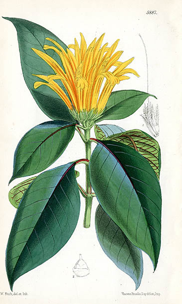 Fitch Curtis Cyrtanthera Chrysostephana