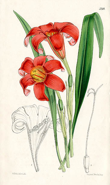 Fitch Curtis Cyrtanthus Sanguineus