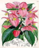 Fitch Curtis Dalechampia Roezliana - Panteek Antique Prints