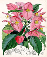 Fitch Curtis Dalechampia Roezliana - Panteek Antique Prints