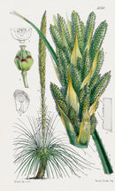 Fitch Curtis Dasylirium - Panteek Antique Prints