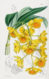 Fitch Curtis Dendrobium Chrysotoxum Orchid - Panteek Antique Prints