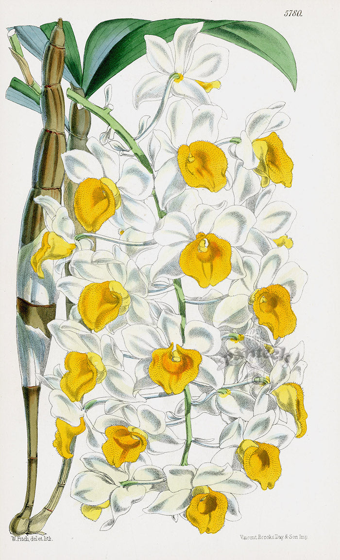 Fitch Curtis Dendrobium Densiflora Orchid