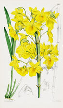 Fitch Curtis Dendrobium Dixanthum Orchid - Panteek Antique Prints