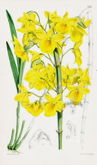 Fitch Curtis Dendrobium Dixanthum Orchid - Panteek Antique Prints