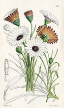 Fitch Curtis Dimorphotheca Graminifolia - Panteek Antique Prints