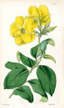 Fitch Curtis Dipladenia Flava - Panteek Antique Prints