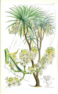 Fitch Curtis Dracaena - Panteek Antique Prints