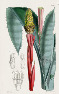 Fitch Curtis Echinostachys Bromeliad - Panteek Antique Prints