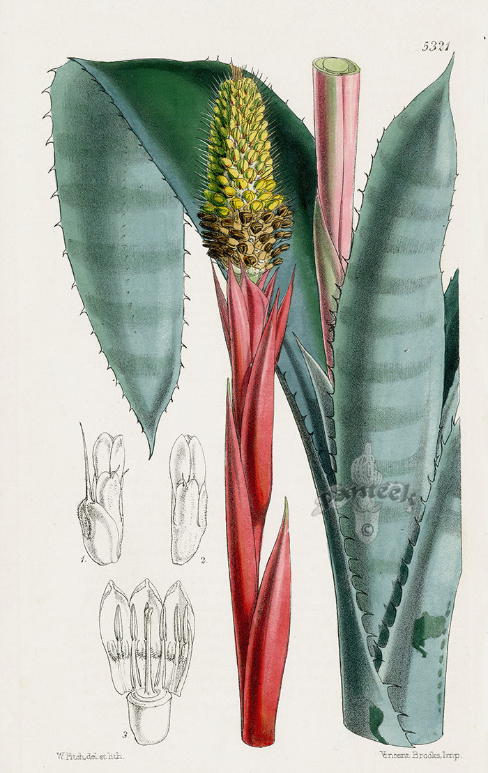 Fitch Curtis Echinostachys Bromeliad